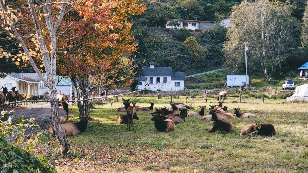 unknown gibier kumamoto guide h2 01