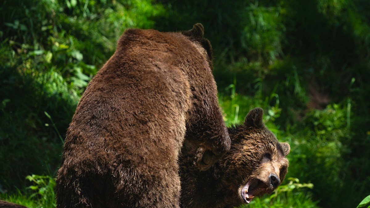 2026 09 20 hunter bear attack safety guide h2 02