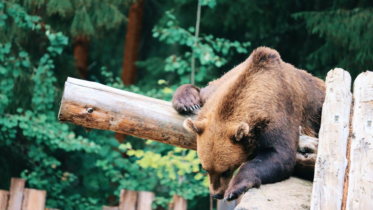 2026 09 20 hunter bear attack safety guide h2 03