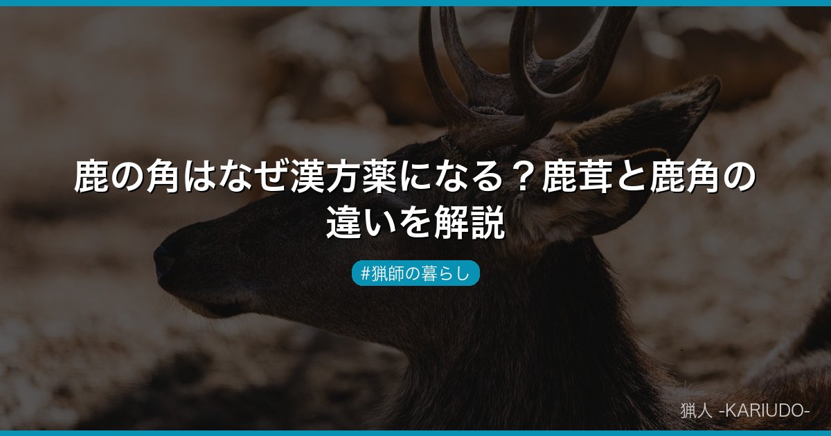 鹿の角はなぜ漢方薬になる？鹿茸と鹿角の違いを解説